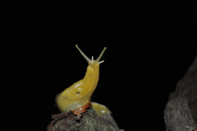 Banana Slug (Photo: Ryan Kenny, Flickr)