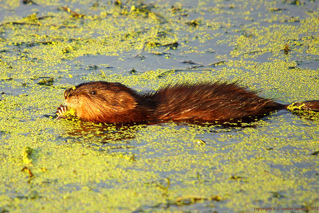 Muskrat